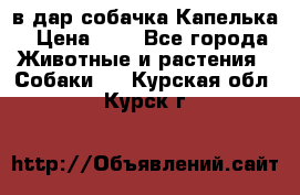 в дар собачка Капелька › Цена ­ 1 - Все города Животные и растения » Собаки   . Курская обл.,Курск г.